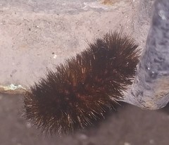 Lepidoptera