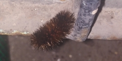 Lepidoptera