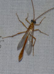 Enicospilus guatemalensis