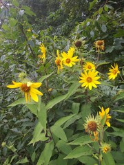 Helianthus resinosus
