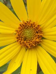 Helianthus resinosus