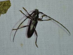 Elaphidion mimeticum