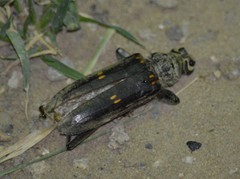 Susuacanga stigmatica