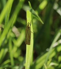 Crambus agitatellus