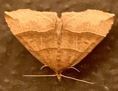Parallelia bistriaris