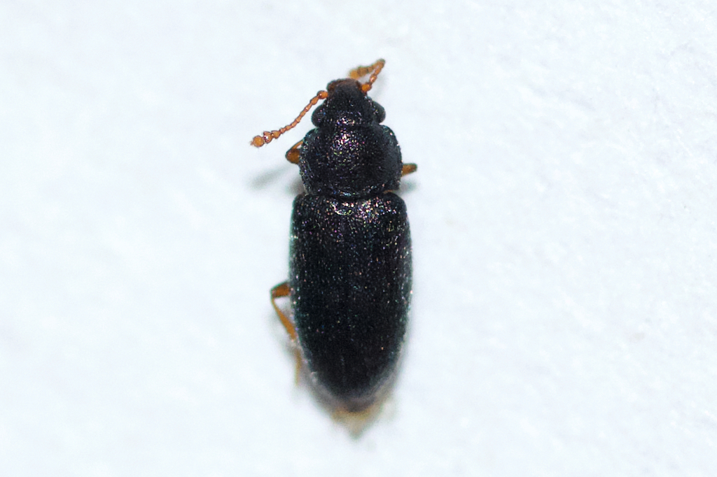 Telmatophilus typhae