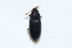 Telmatophilus typhae