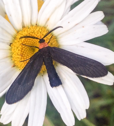 Grapeleaf Skeletonizer Moth