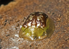 Cassida compuncta