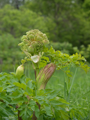 Angelica atropurpurea