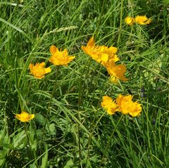 Trollius chinensis