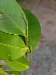 Maytenus guyanensis