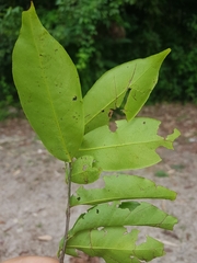 Maytenus guyanensis