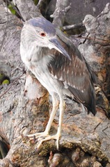 Nycticorax nycticorax