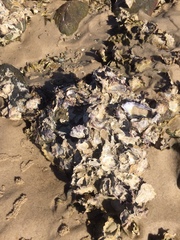 Saccostrea