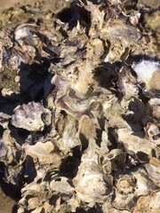 Saccostrea