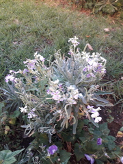 Matthiola