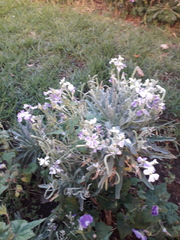 Matthiola