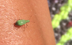 Polydrusus impressifrons