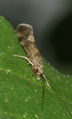 Hydropsychoidea