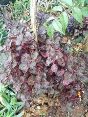 Iresine diffusa herbstii