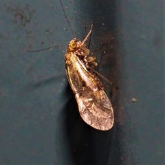 Trichadenotecnum alexanderae