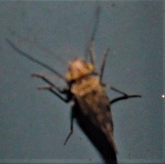 Trichadenotecnum alexanderae