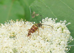 Typocerus velutinus