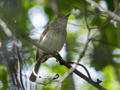 Atalotriccus pilaris
