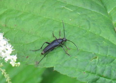 Typocerus lugubris