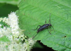 Typocerus lugubris