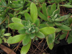 Echeveria bicolor