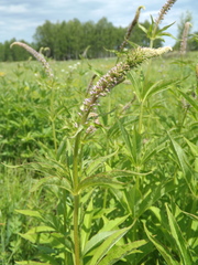 Veronicastrum sibiricum