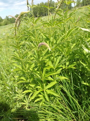 Veronicastrum sibiricum