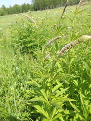 Veronicastrum sibiricum