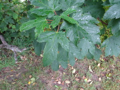 Acer pseudoplatanus