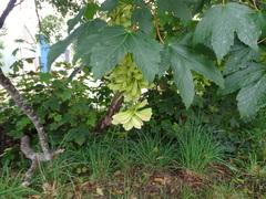 Acer pseudoplatanus