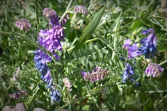 Vicia cracca cracca