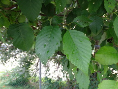 Alnus rubra