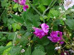 Lathyrus latifolius