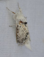 Apotolype brevicrista