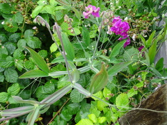 Lathyrus latifolius