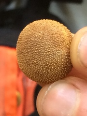 Elaphomyces muricatus