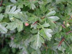 Crataegus monogyna