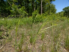 Hesperostipa spartea