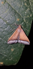 Coremagnatha orionalis