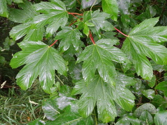 Acer pseudoplatanus