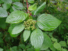 Cornus sericea