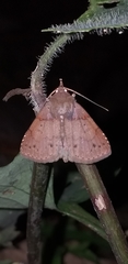 Ophisma