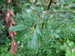 Salix